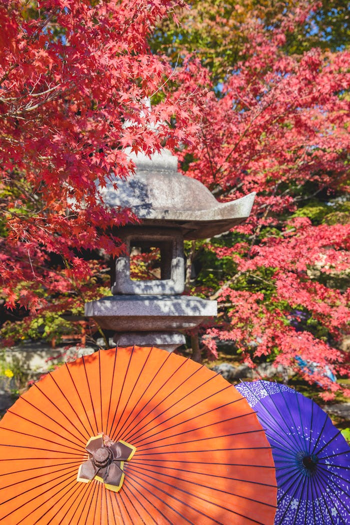 Japanese lantern and colourful paper umbrellas in traditional garden with bright maples in sunny day