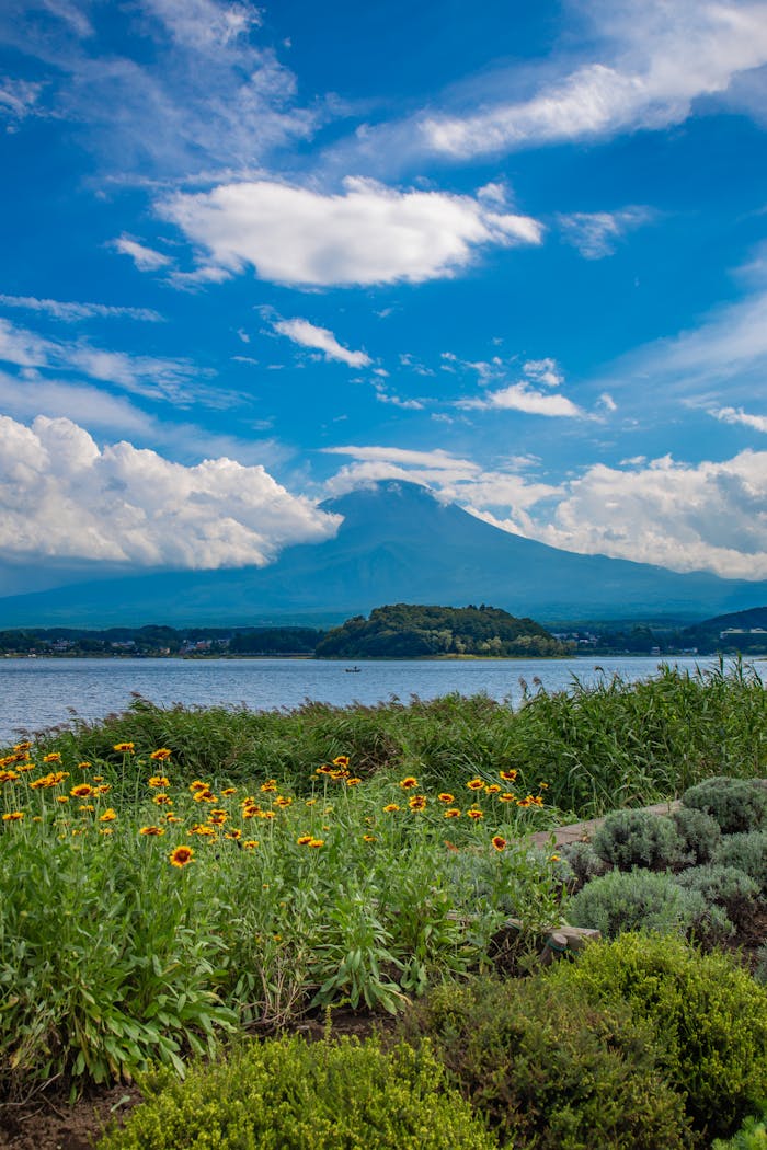 Breathtaking view of Mount Fuji with yellow flowers and a lake, captured on a sunny day in Fujinomiya, Japan.